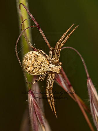 Xysticus  CRAB SPIDER  9058490z