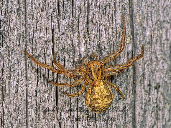 Xysticus  GROUND CRAB SPIDER  Xysticus  GROUND CRAB SPIDER 238306z