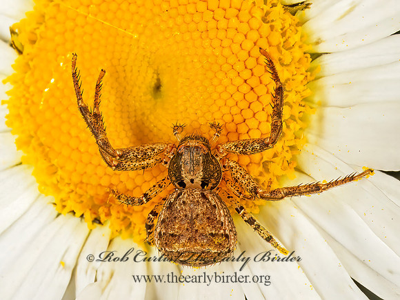 Xysticus  GROUND CRAB SPIDER  Xysticus  GROUND CRAB SPIDER 291222z