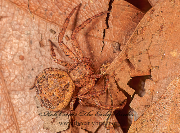 Xysticus  GROUND CRAB SPIDER  Xysticus  GROUND CRAB SPIDER 95823z