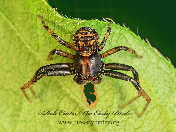 Xysticus  GROUND CRAB SPIDER 172507z