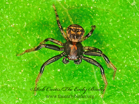 Xysticus  GROUND CRAB SPIDER 172508z