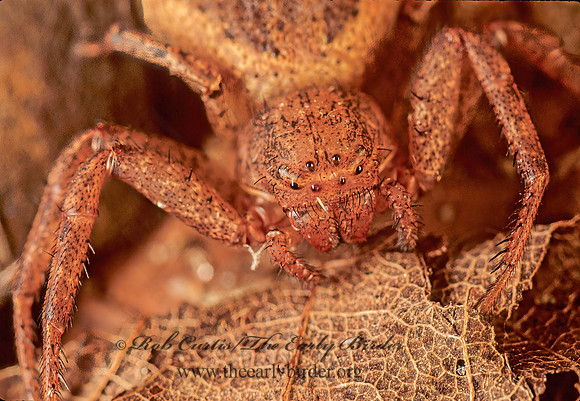 Xysticus  GROUND CRAB SPIDER 95826z