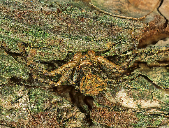 Xysticus  GROUND CRAB SPIDER 213921z
