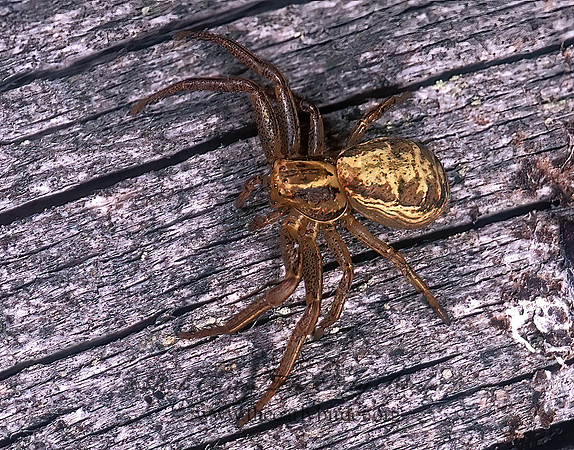 Xysticus  GROUND CRAB SPIDER 238305z