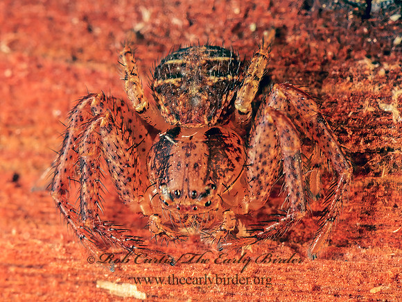 Xysticus  GROUND CRAB SPIDER 174736z