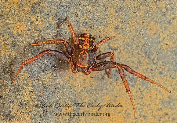 Xysticus  GROUND CRAB SPIDER 173032z