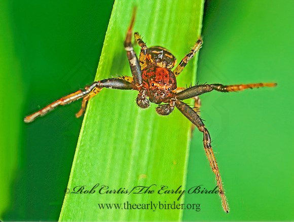 Xysticus  GROUND CRAB SPIDER 173624z