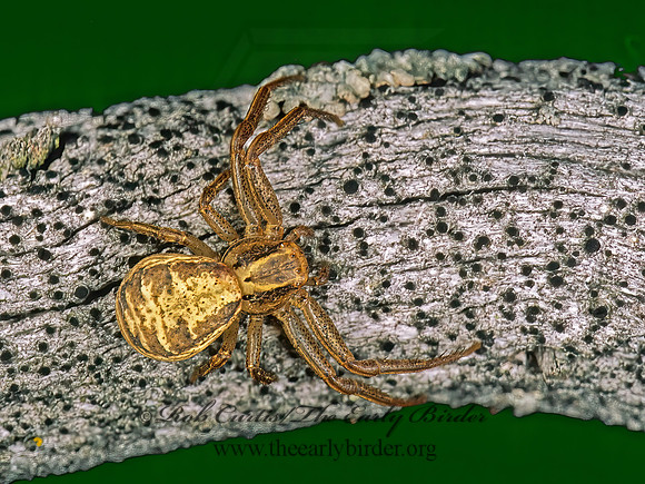 Xysticus  GROUND CRAB SPIDER 238307z