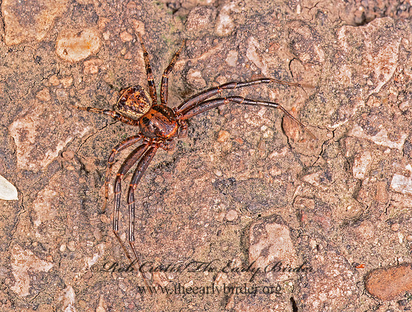 Xysticus  GROUND CRAB SPIDER 263421 z