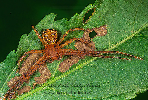 Xysticus  GROUND CRAB SPIDER 278611z