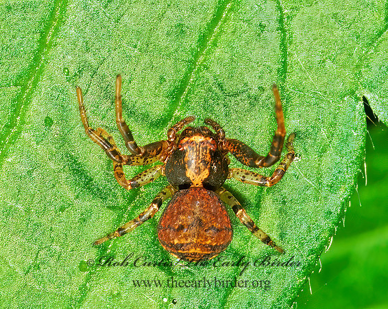 Xysticus  GROUND CRAB SPIDER 1112710 z