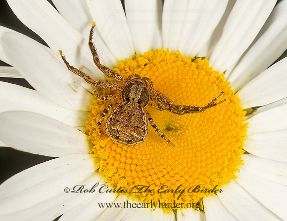 Xysticus  GROUND CRAB SPIDER 291220z