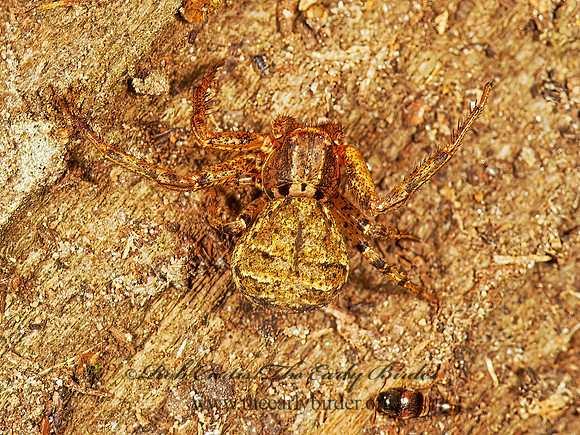 Xysticus  GROUND CRAB SPIDER 1112629z