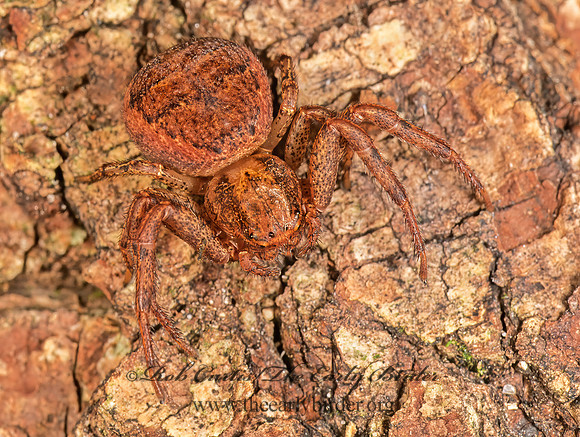 Xysticus  GROUND CRAB SPIDER 1273511z