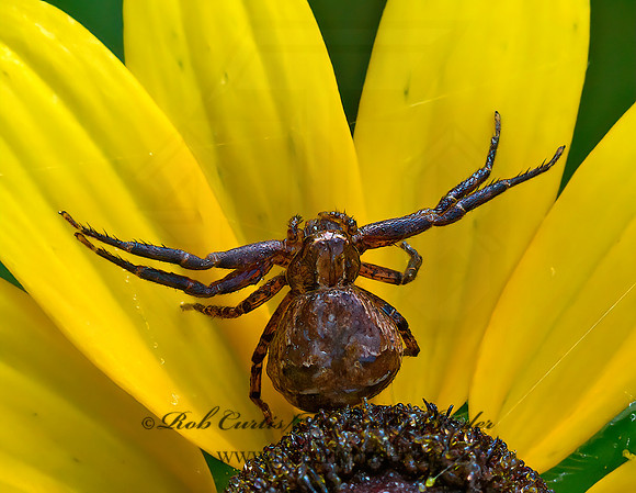 Xysticus  GROUND CRAB SPIDER 1304399z