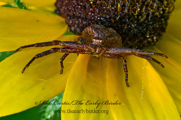 Xysticus  GROUND CRAB SPIDER 1304402z