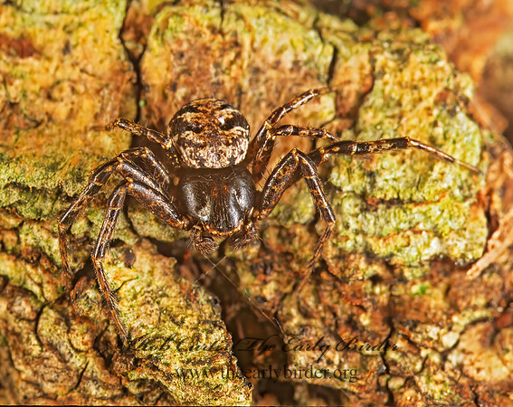 Xysticus  GROUND CRAB SPIDER 1273520z
