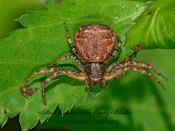 Xysticus  GROUND CRAB SPIDER 3021185z