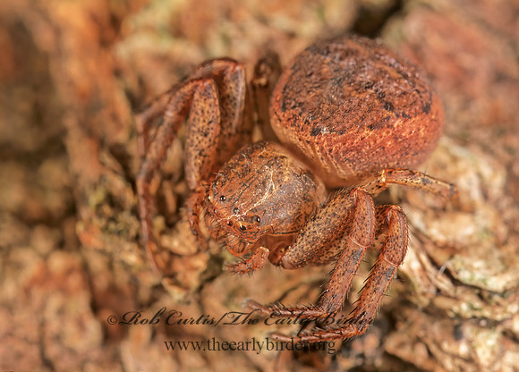 Xysticus  GROUND CRAB SPIDER 1273525z