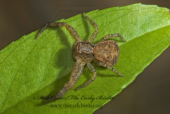 Xysticus  GROUND CRAB SPIDER 5000884 spz