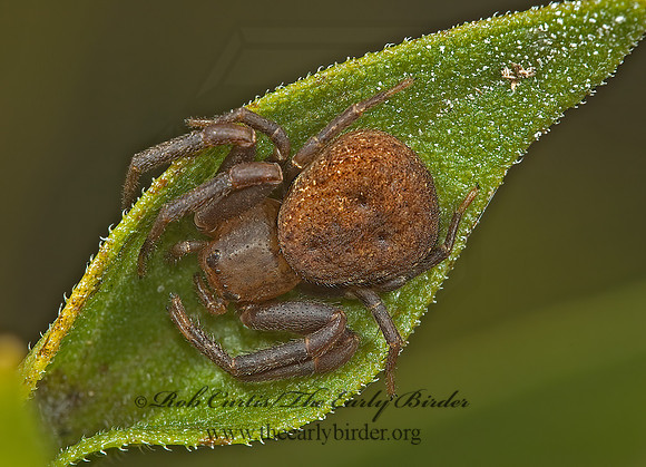 Xysticus  GROUND CRAB SPIDER 5001740 spz