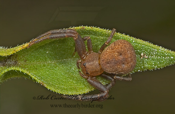 Xysticus  GROUND CRAB SPIDER 5001743 spz