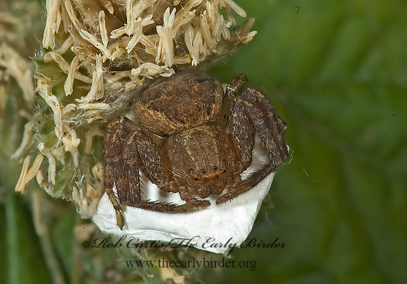 Xysticus  GROUND CRAB SPIDER 5009917 spz