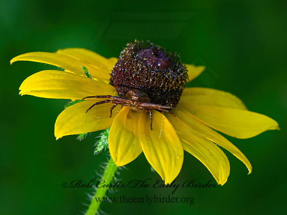 Xysticus  GROUND CRAB SPIDER 1304404z
