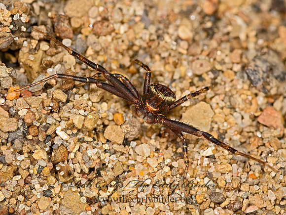Xysticus  GROUND CRAB SPIDER 3021324z