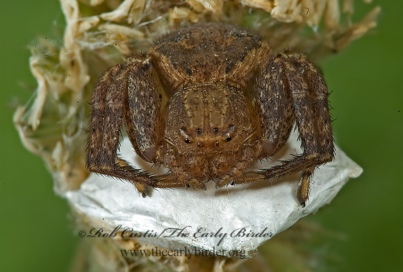 Xysticus  GROUND CRAB SPIDER 5009924 spz