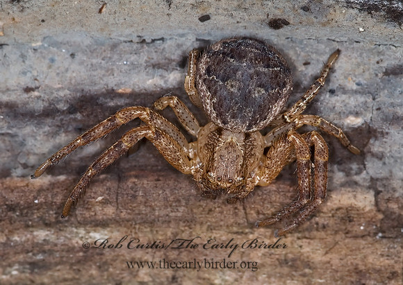 Xysticus  GROUND CRAB SPIDER 6015534z