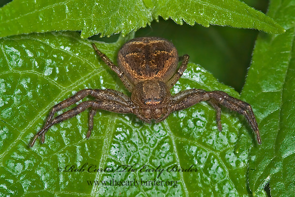 Xysticus  GROUND CRAB SPIDER 6009422 spz