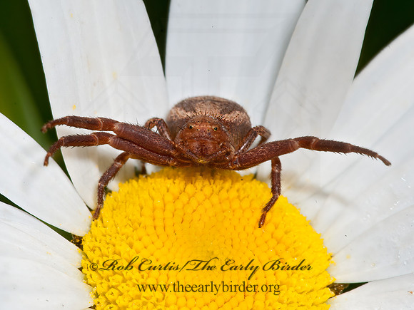 Xysticus  GROUND CRAB SPIDER 8034636z