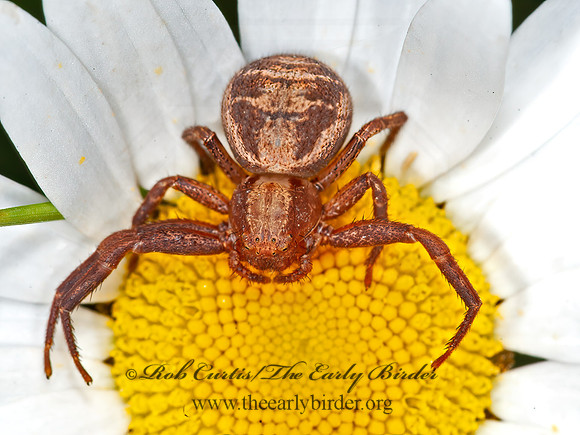 Xysticus  GROUND CRAB SPIDER 8034637z