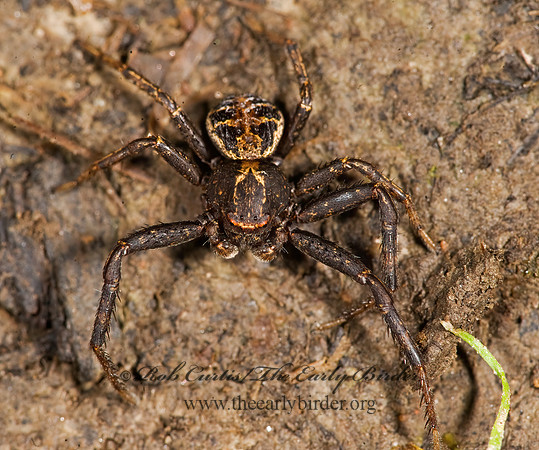 Xysticus  GROUND CRAB SPIDER 8014667z