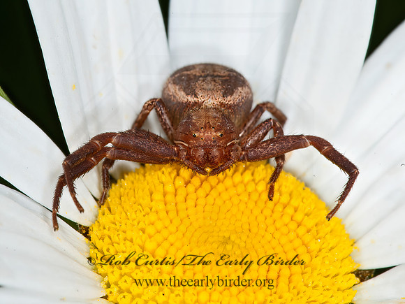 Xysticus  GROUND CRAB SPIDER 8034638z