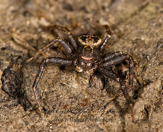 Xysticus  GROUND CRAB SPIDER 8014670z
