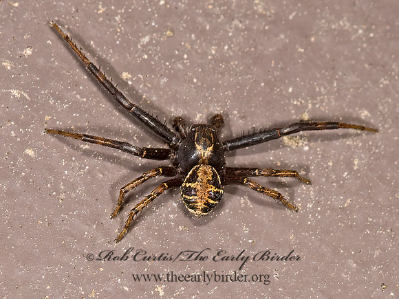 Xysticus  GROUND CRAB SPIDER 9032031z