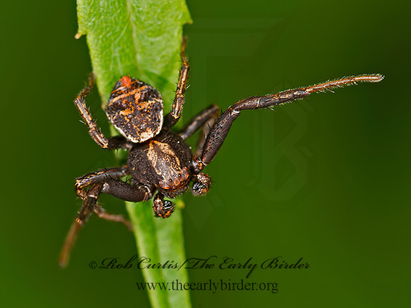 Xysticus  GROUND CRAB SPIDER 9032692z