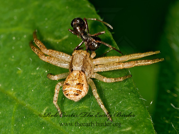 Xysticus  GROUND CRAB SPIDER 9032711z