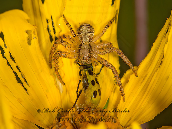 Xysticus  GROUND CRAB SPIDER 9040873z