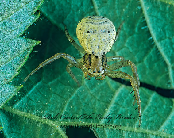 Xysticus luctans  GROUND CRAB SPIDER 177517~z