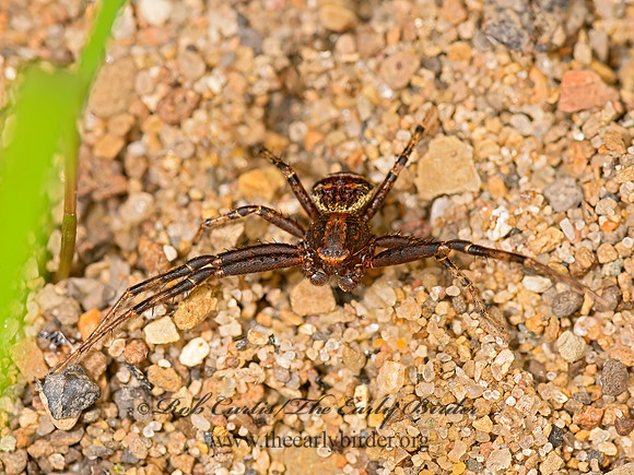 Xysticus  GROUND CRAB SPIDER 3021322z
