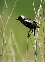 Dolichonyx oryzivorus BOBOLINK 8004220z