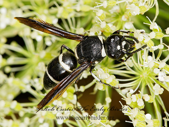 Euodynerus schwarzi  MASON WASP 9003141z
