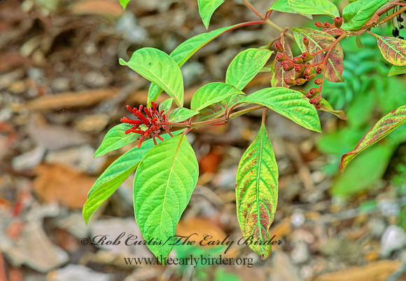 Hamelia patens  FIREBUSH 247921z