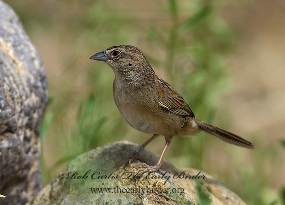 Aimophila ruficeps  RUFOUS-CROWNED SPARROW  7008102z