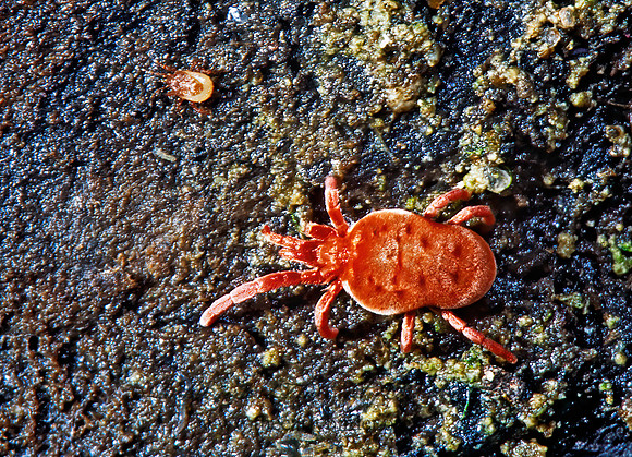 Allothrombium  RED VELVET MITE 1286621z