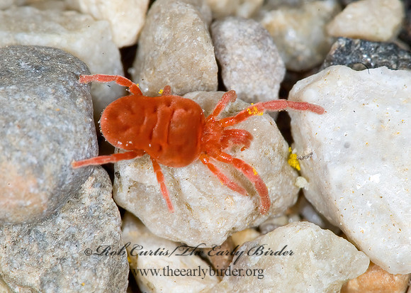 Allothrombium  RED VELVET MITE 6015520 z